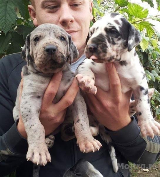 Nemacka Doga štenci šampionskog porekla | Beograd