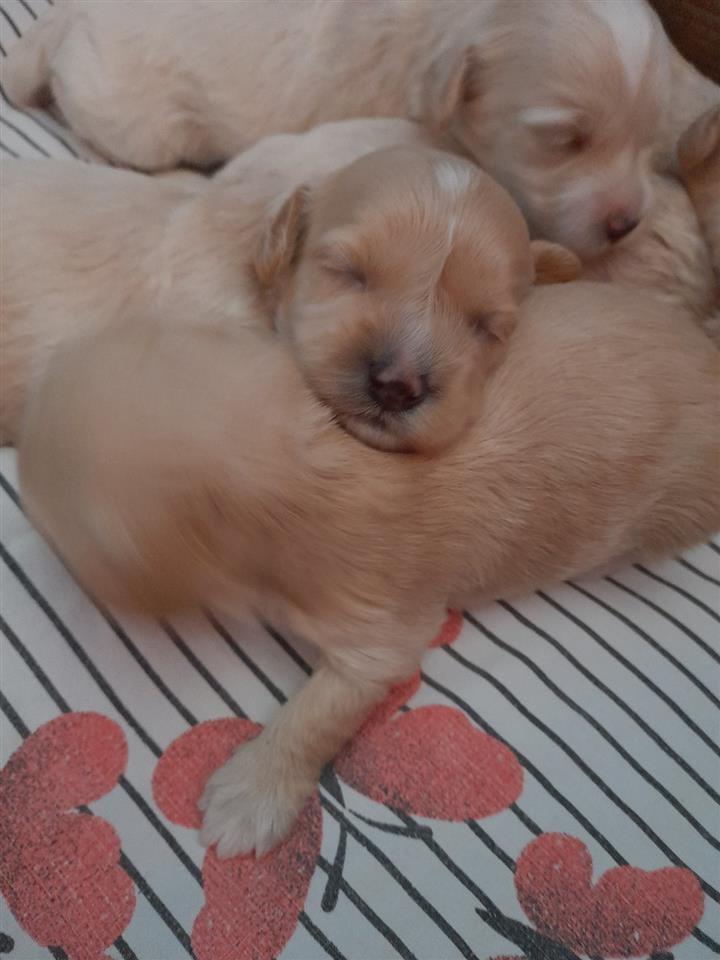 Maltipoo