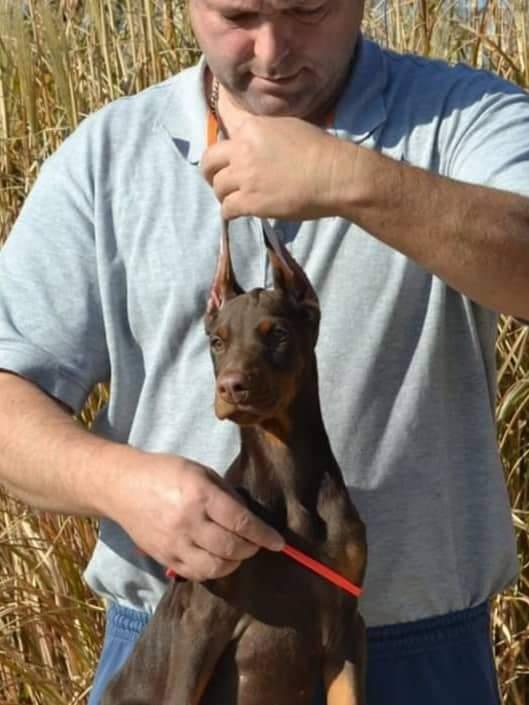 Doberman-štenci