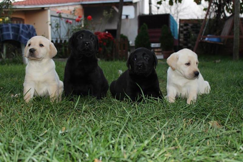 Labrador-retriver-stenci