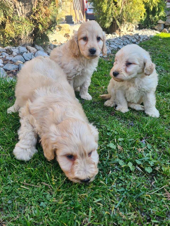 Goldendoodle-štenci
