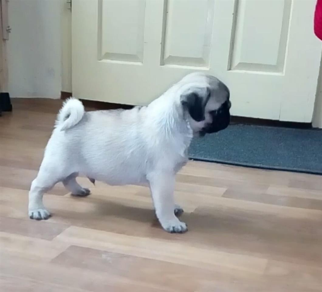 Mops-štenci