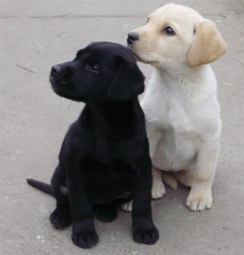 Labrador Retriver stenad