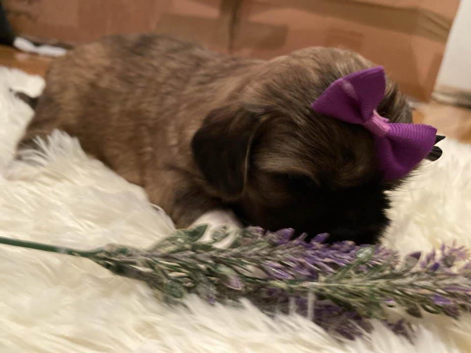 SHIH-TZU-štenci-