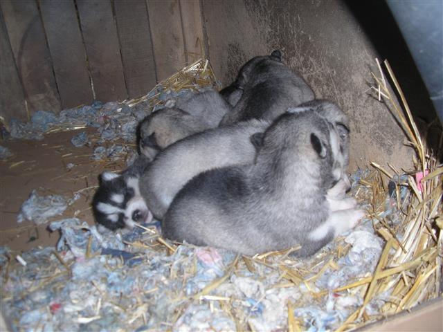 Sibirski haski