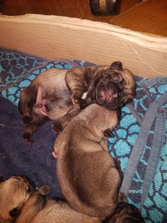 Mops-stenad