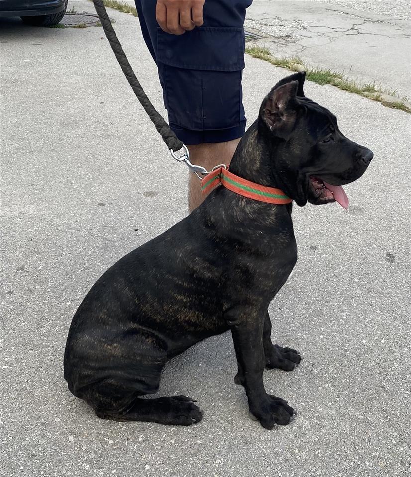 Cane-corso