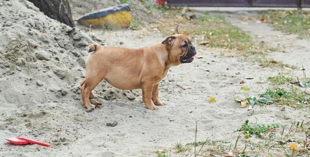 Francuski-buldog-štenci
