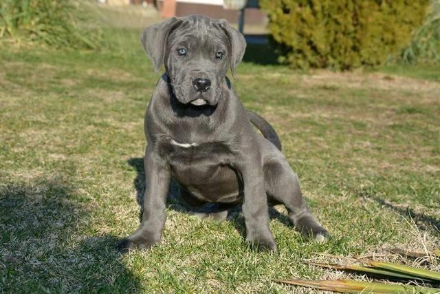 Cane-Corso--zenke