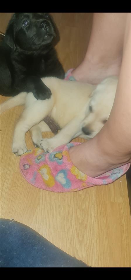 Labrador-Retriver-štenci