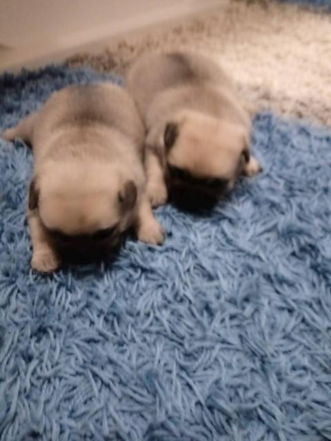 Mops-stenad