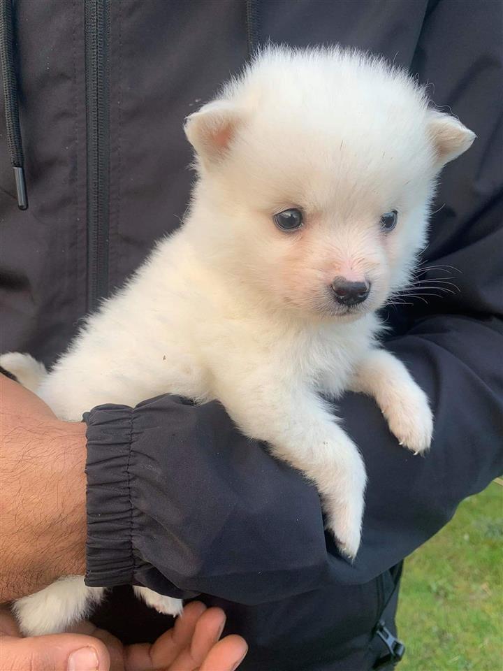Pomeranski-mini-Spic