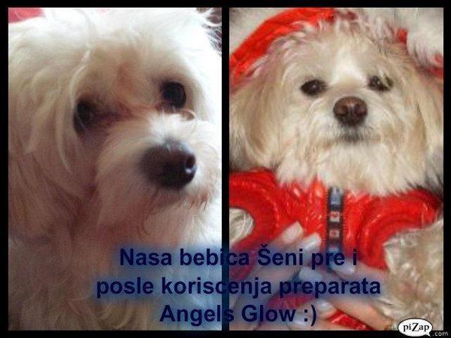 ANGELS GLOW Za Pse I Macke Novi Sad
