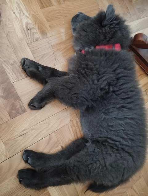Chow-Chow-muško-štene