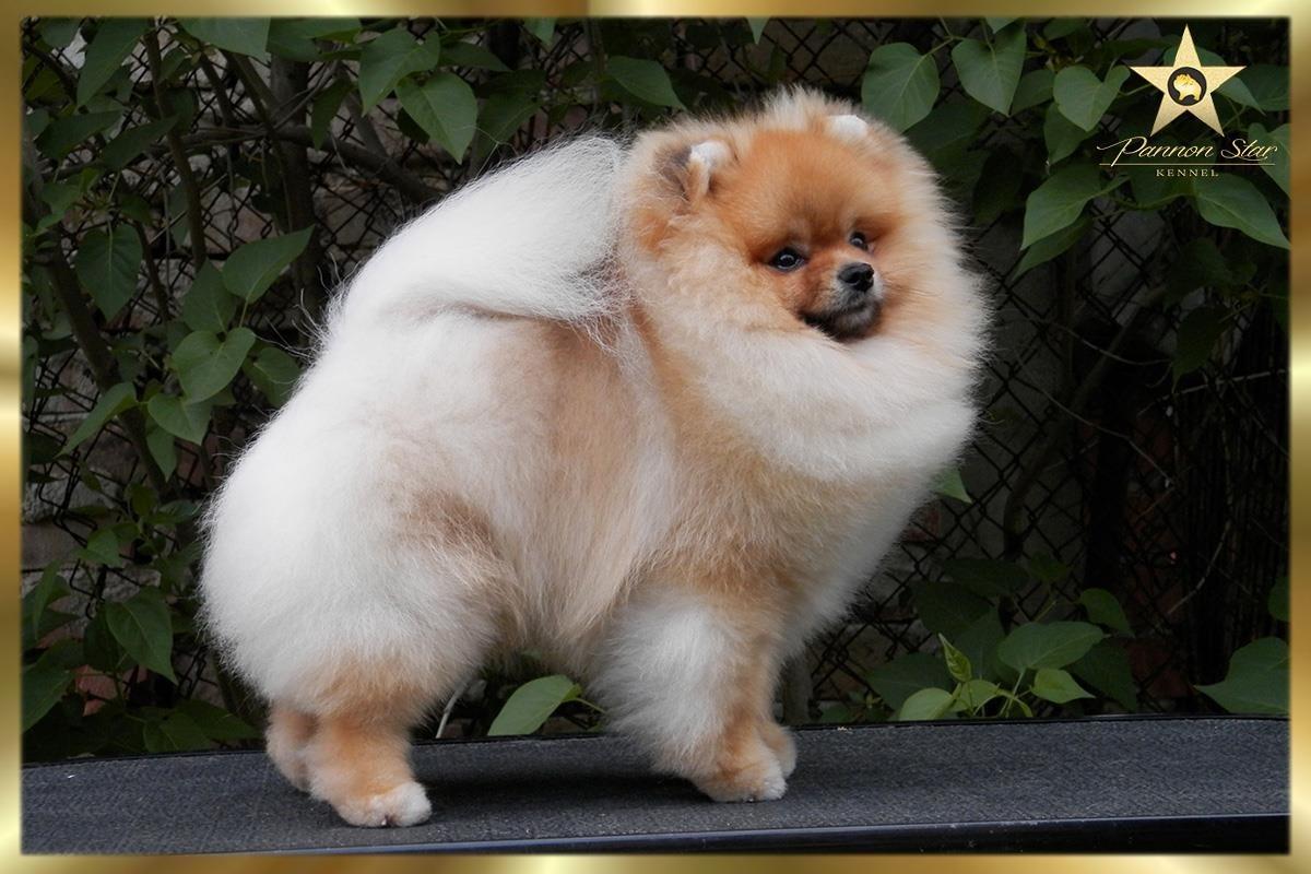 Pomeranski-spic