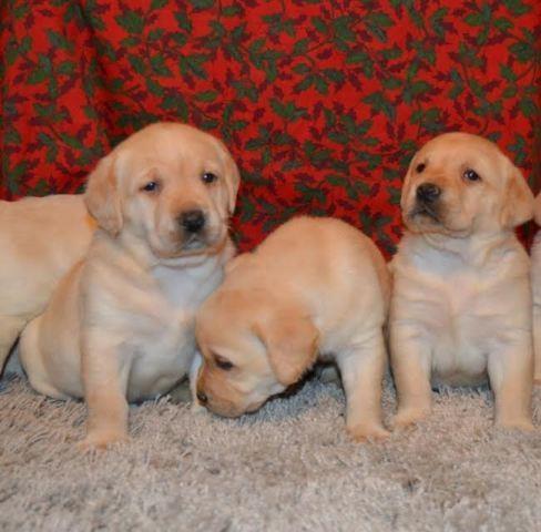 Labrador-retriver-stenci