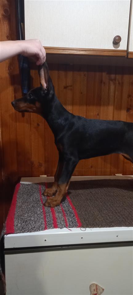 Štenci-Dobermana
