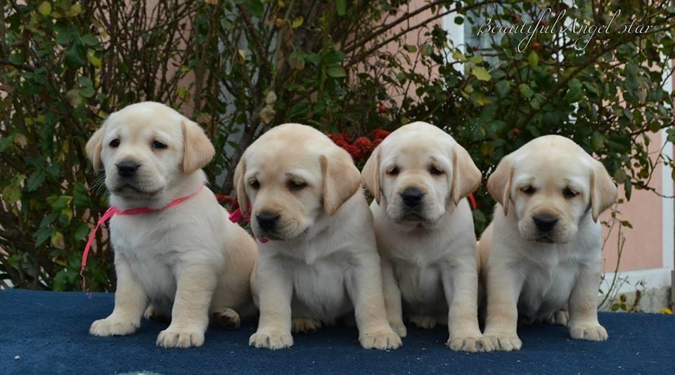 Labrador-stenci