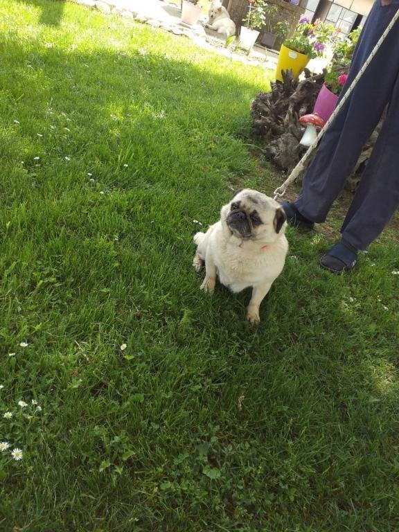 Mops-zenka