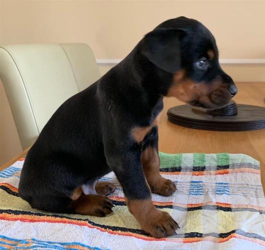 Registrovani štenad Doberman