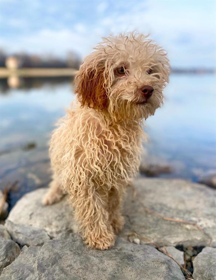 Labradoodle--labradudl-