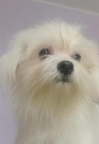 Maltezer