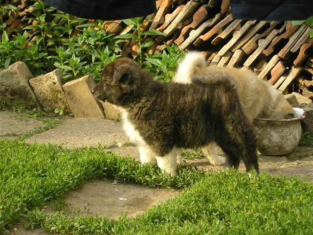 Akita-inu