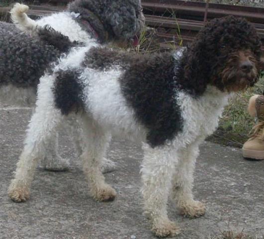 Lagotto Romagnolo