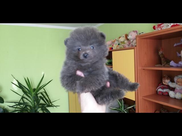 Pomeranski spic