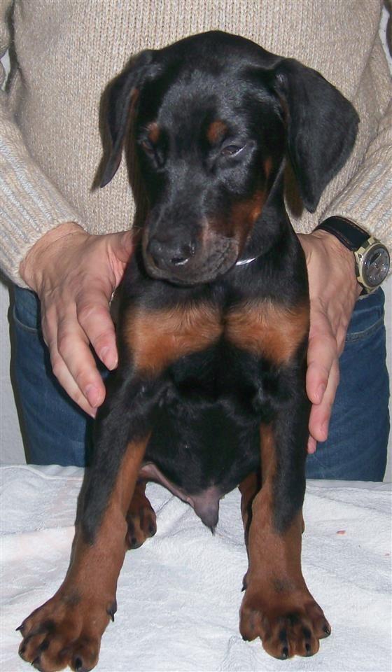 Doberman-
