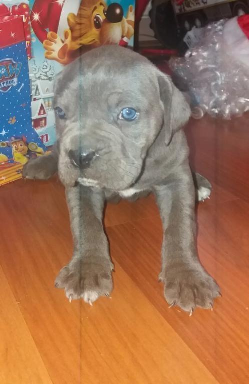 Cane-corso-štenci