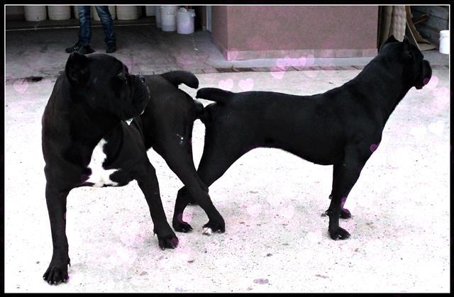Cane-Corso-stenad