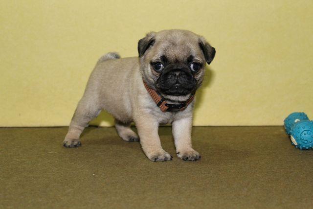 Mops--štenci
