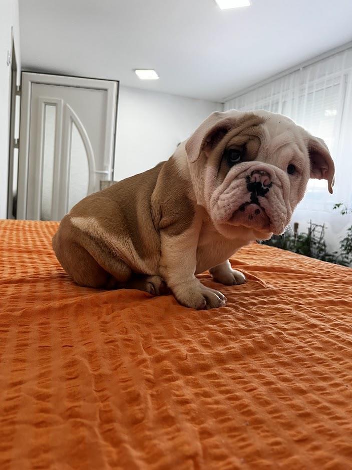 Engleski-buldog