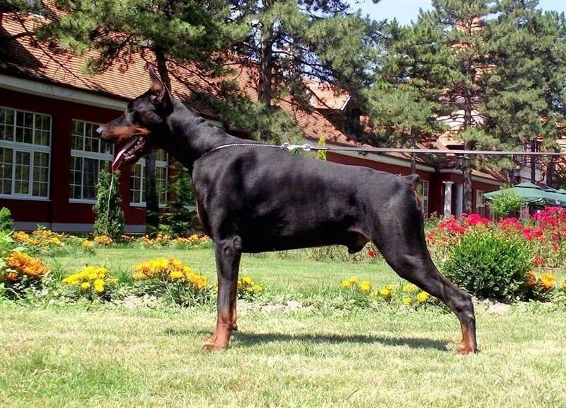 Doberman-stenci-vrhunskog-porekla