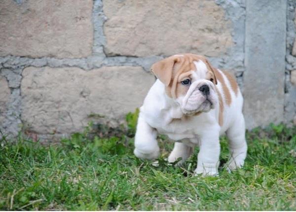 Engleski-Buldog-štenad-