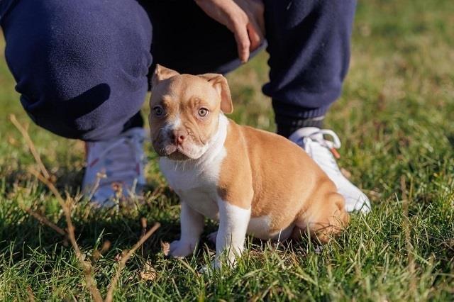 American-Bully