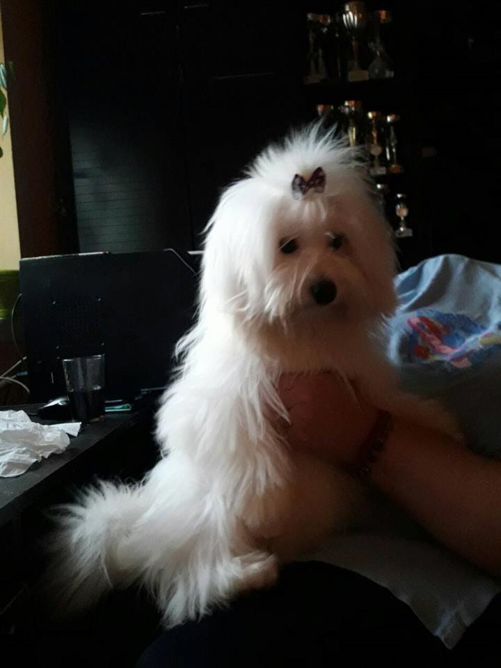 Coton-de-Tulear---mlada-zenka