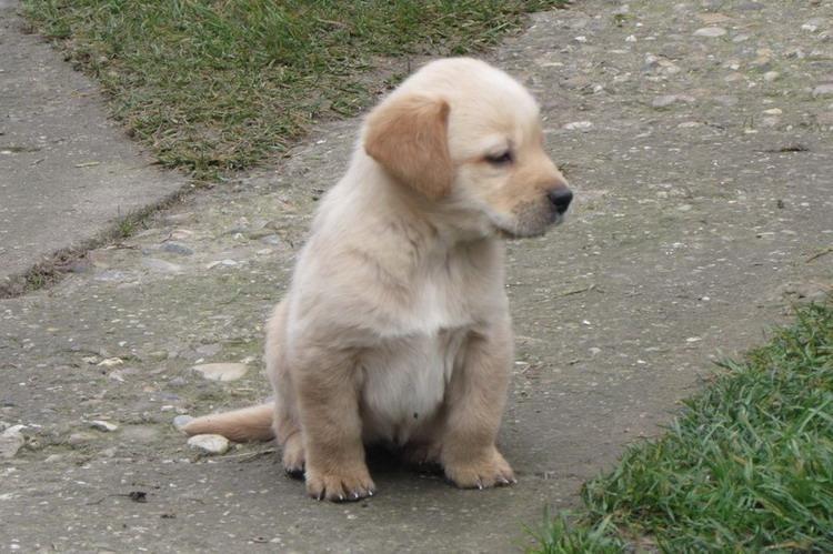 Labrador-retriver-stenci-na-prodaju
