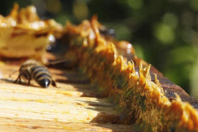 Prodaja propolisa - propolis - propolis u tečnome stanju 