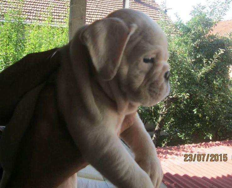 Engleski-buldog-
