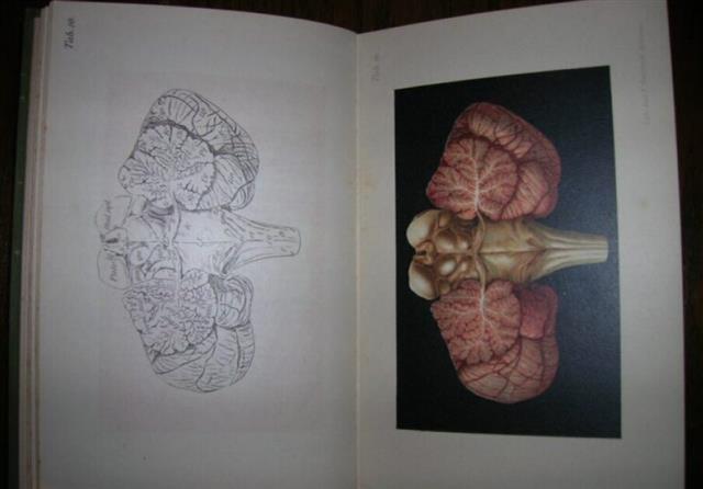 NERVENSYSTEM---Dr-Christfried-Jakob