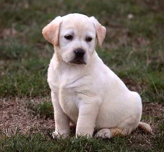 Labrador-retriver--štenci