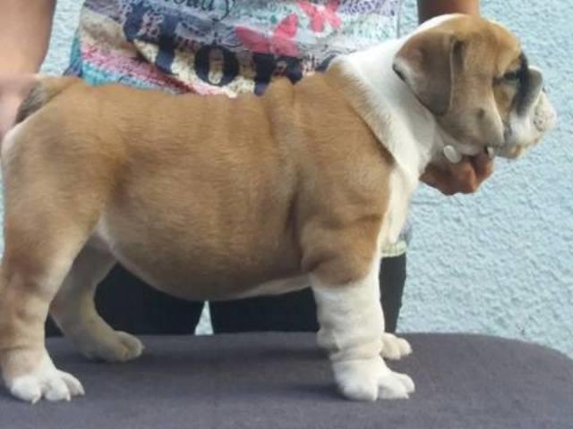 Engleski-buldog-prelepa-štenad-