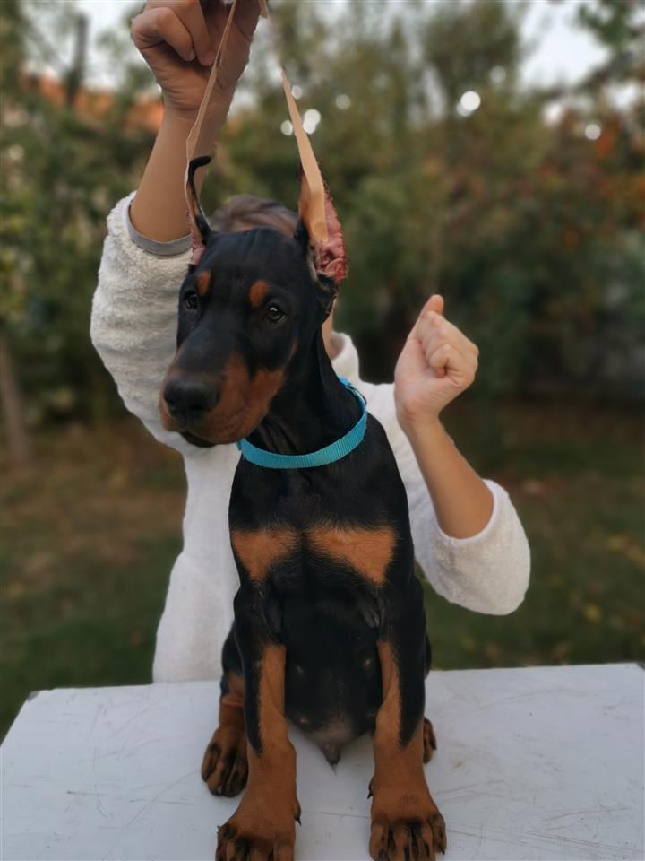 Doberman-štenad-