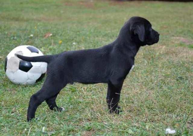 Cane Corso, štenci