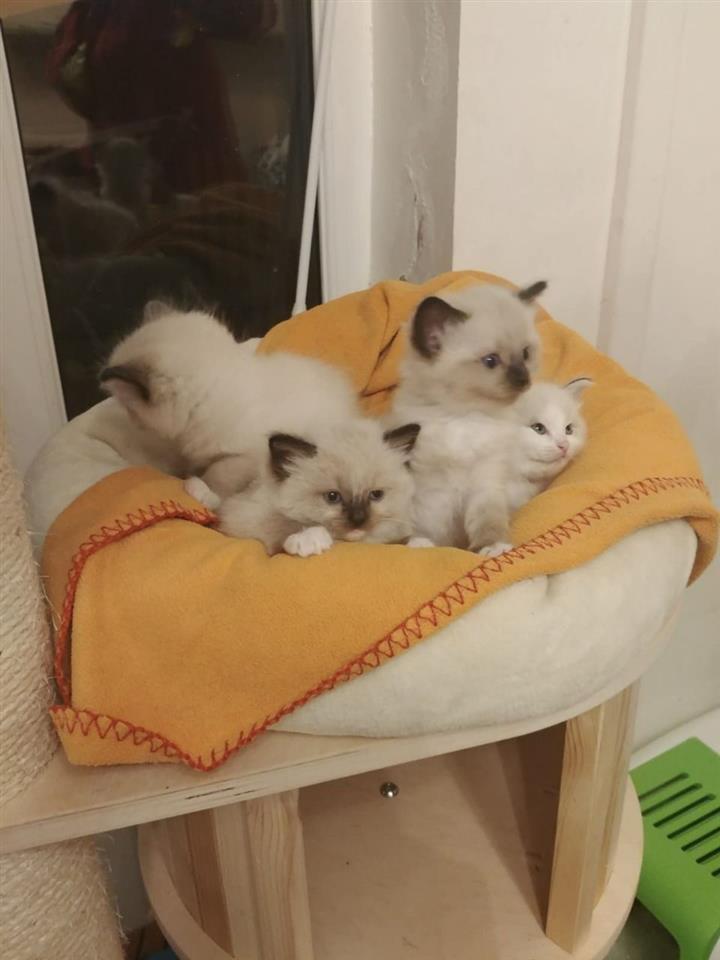 Ragdoll-mačići