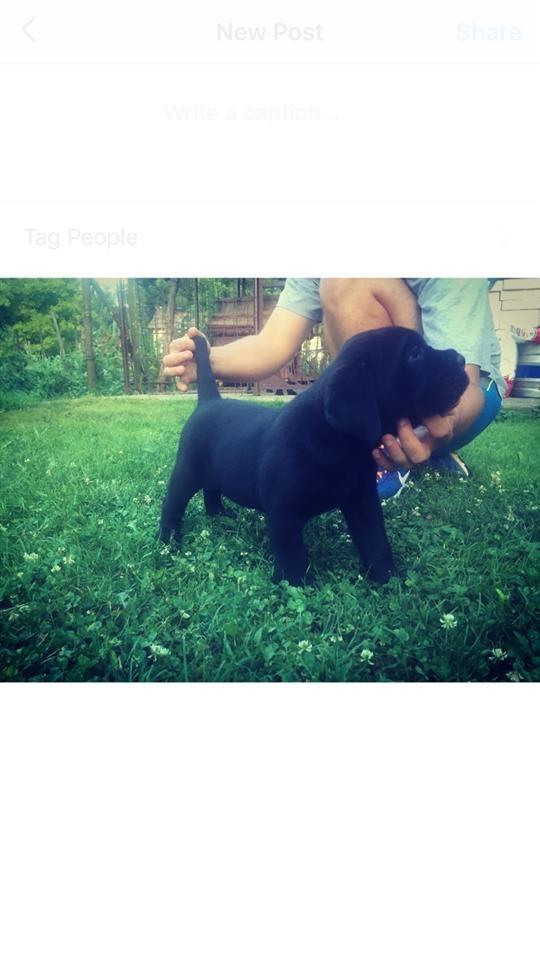 Cane-corso-štene