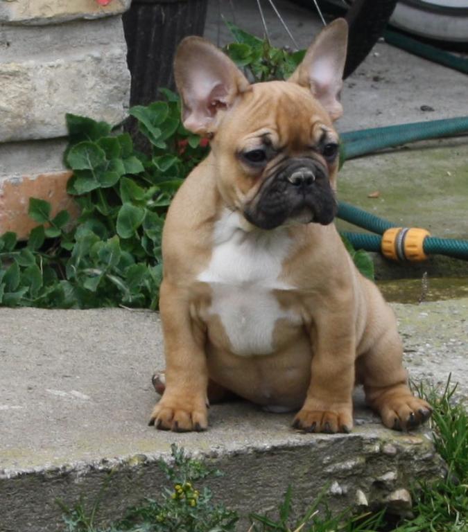 Francuski-buldog-štenci
