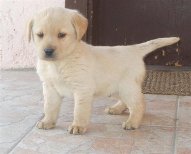 Labrador Retriver stenad
